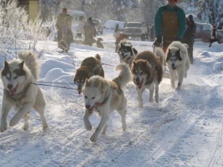 Mail To Be Delivered By Pooch Power - My Cariboo Now