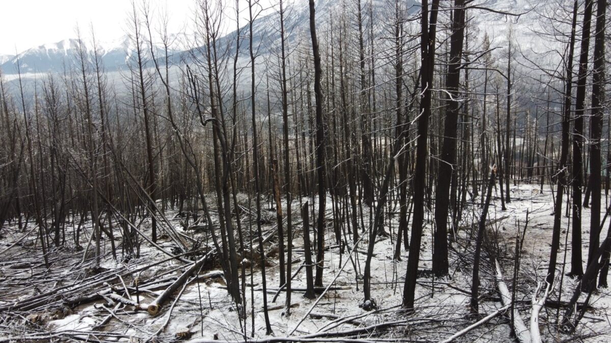 Cariboo-Chilcotin Forestry Rehabilitation Group Make Efforts To ...